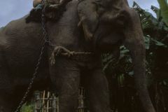 Gli elefanti portano tronchi al villaggio: serviranno come legna da bruciare