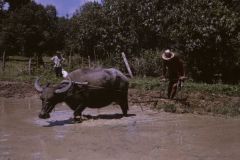 I bufali sono usati per traino dell’aratro nella risaia