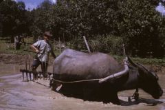 I bufali sono usati per traino dell’aratro nella risaia